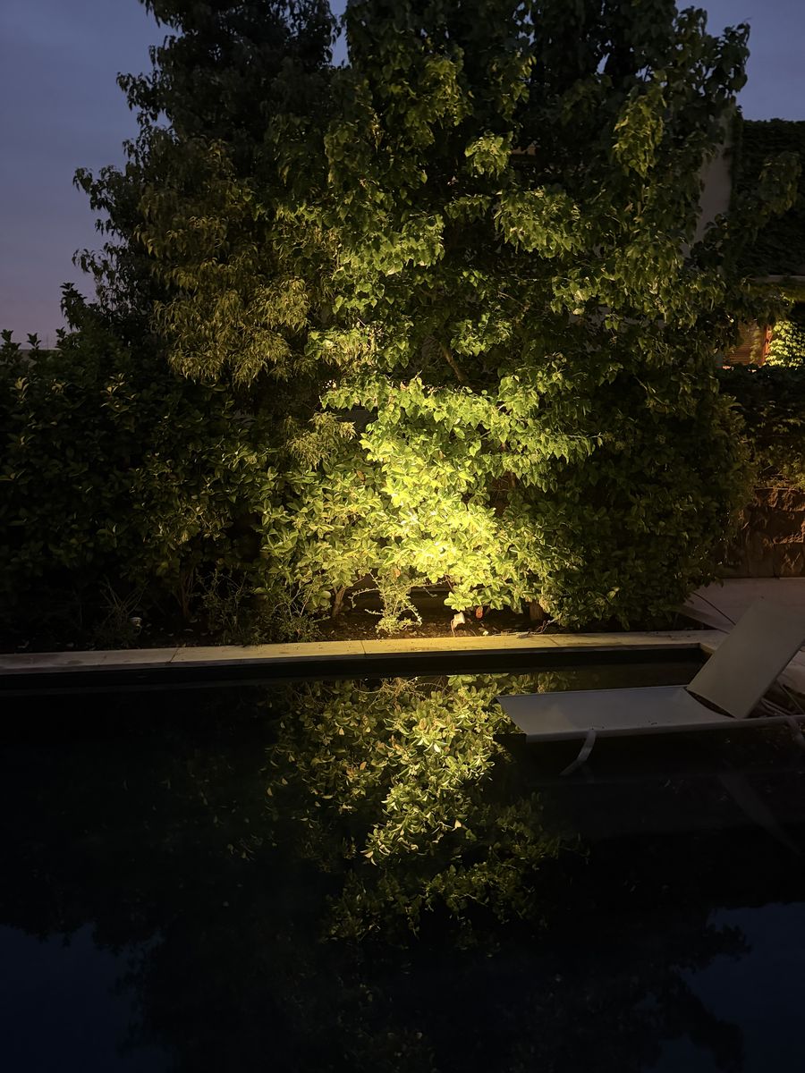 Árboles sobre la piscina